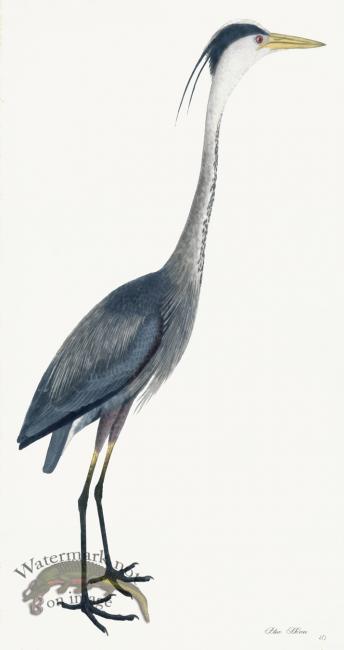 Rudbeck 040 Blue Heron 18x34